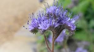 Purple Phacelia Tanacetifolia Flower Seeds for Planting | Heirloom Non-GMO Organic Garden Seeds | Wildflower Mix, 100pcs