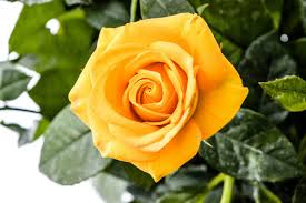 Yellow Rose Flower Seeds for Planting - Cut Flower Favorite, Heirloom & Non-GMO Seeds for Home Garden, 100pcs