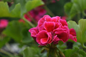 Geranium Flower Seeds for Planting - Wildflower Mix, Heirloom & Non-GMO Seeds for Home Garden, 100pcs