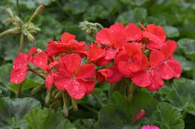 Geranium Flower Seeds for Planting - Wildflower Mix, Heirloom & Non-GMO Seeds for Home Garden, 100pcs