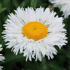 White Leucanthem Flower Seeds for Planting - Seasonal Bloomer, Heirloom, Non-GMO, High Germination, 100pcs
