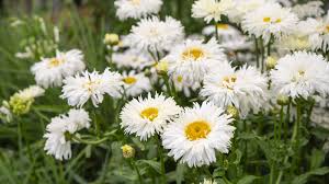 White Leucanthem Flower Seeds for Planting - Seasonal Bloomer, Heirloom, Non-GMO, High Germination, 100pcs