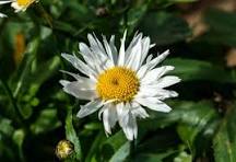 White Leucanthem Flower Seeds for Planting - Seasonal Bloomer, Heirloom, Non-GMO, High Germination, 100pcs