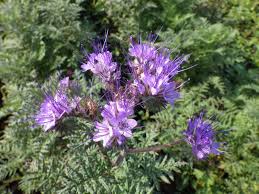 Purple Phacelia Tanacetifolia Flower Seeds for Planting | Heirloom Non-GMO Organic Garden Seeds | Wildflower Mix, 100pcs