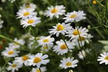 White Leucanthem Flower Seeds for Planting - Seasonal Bloomer, Heirloom, Non-GMO, High Germination, 100pcs