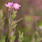 Epilobium Flower Seeds for Planting - Bright Blooms, Heirloom, Non-GMO, High Germination, 100pcs