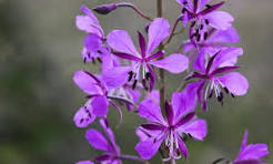 Epilobium Flower Seeds for Planting - Bright Blooms, Heirloom, Non-GMO, High Germination, 100pcs