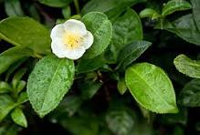 Camellia Sinensis Flower Seeds for Planting - Hardy Variety, Heirloom, Non-GMO, High Germination, 100pcs
