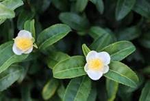 Camellia Sinensis Flower Seeds for Planting - Hardy Variety, Heirloom, Non-GMO, High Germination, 100pcs