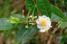Camellia Sinensis Flower Seeds for Planting - Hardy Variety, Heirloom, Non-GMO, High Germination, 100pcs