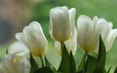 Tulip Green Flower Seeds for Planting - Perfect for Borders, Heirloom, Non-GMO, High Germination, 100pcs