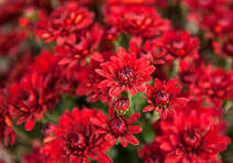 Chrysanthemum Deep Red Flower Seeds for Planting - Long Bloom Season, Heirloom, Non-GMO, High Germination, 100pcs