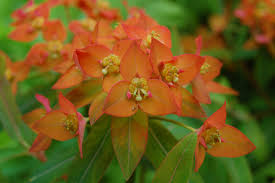 Euphorbia Griffithii Flower Seeds for Planting | Heirloom Non-GMO Organic Garden Seeds | Seasonal Bloomer, 100pcs
