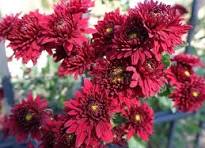 Chrysanthemum Deep Red Flower Seeds for Planting - Long Bloom Season, Heirloom, Non-GMO, High Germination, 100pcs