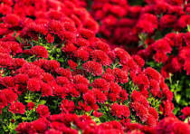 Chrysanthemum Deep Red Flower Seeds for Planting - Long Bloom Season, Heirloom, Non-GMO, High Germination, 100pcs
