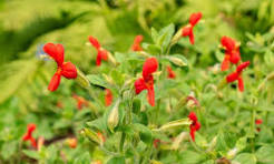 Red Monkey Flower Seeds for Planting - Compact Growth, Heirloom, Non-GMO, High Germination, 100pcs