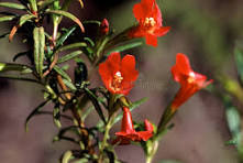 Red Monkey Flower Seeds for Planting - Compact Growth, Heirloom, Non-GMO, High Germination, 100pcs