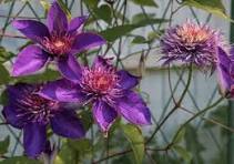 Yellow Purple Clematis Flower Seeds for Planting - Pollinator Friendly, Heirloom, Non-GMO, High Germination, 100pcs
