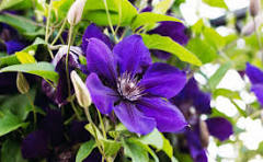 Yellow Purple Clematis Flower Seeds for Planting - Pollinator Friendly, Heirloom, Non-GMO, High Germination, 100pcs