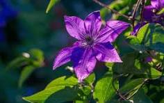 Yellow Purple Clematis Flower Seeds for Planting - Pollinator Friendly, Heirloom, Non-GMO, High Germination, 100pcs