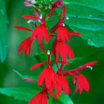 Cardinal Flower Seeds for Planting - Fragrant Blossoms, Heirloom, Non-GMO, High Germination, 100pcs