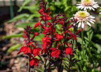 Cardinal Flower Seeds for Planting - Fragrant Blossoms, Heirloom, Non-GMO, High Germination, 100pcs