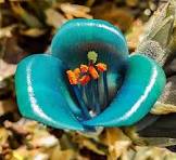 Violet Sapphire Tower Flower Seeds for Planting - Drought Tolerant, Heirloom, Non-GMO, High Germination, 100pcs