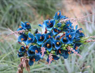 Violet Sapphire Tower Flower Seeds for Planting - Drought Tolerant, Heirloom, Non-GMO, High Germination, 100pcs