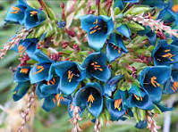 Violet Sapphire Tower Flower Seeds for Planting - Drought Tolerant, Heirloom, Non-GMO, High Germination, 100pcs