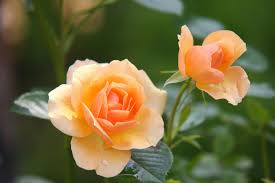 Cascade Flower Seeds for Planting - Colorful Display, Heirloom, Non-GMO, High Germination, 100pcs