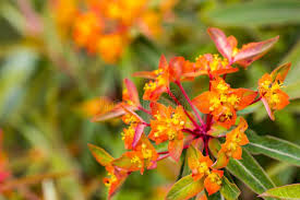 Euphorbia Griffithii Flower Seeds for Planting | Heirloom Non-GMO Organic Garden Seeds | Seasonal Bloomer, 100pcs