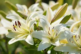 Lilium Flower Seeds for Planting - Low Maintenance, Heirloom, Non-GMO, High Germination, 100pcs