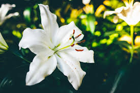 Lilium Flower Seeds for Planting - Low Maintenance, Heirloom, Non-GMO, High Germination, 100pcs