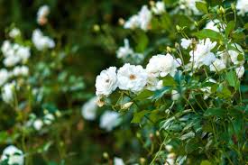 Green Iceberg Flower Seeds for Planting - Cottage Garden Essential, Heirloom, Non-GMO, High Germination, 100pcs