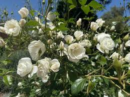 Green Iceberg Flower Seeds for Planting - Cottage Garden Essential, Heirloom, Non-GMO, High Germination, 100pcs