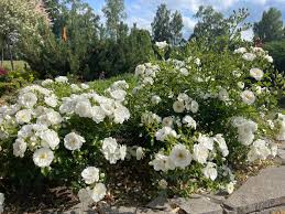 Green Iceberg Flower Seeds for Planting - Cottage Garden Essential, Heirloom, Non-GMO, High Germination, 100pcs