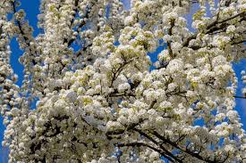 White Calleryana Flower Seeds for Planting - Cut Flower Favorite, Heirloom, Non-GMO, High Germination, 100pcs