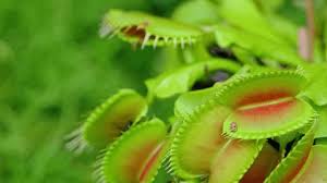Green Venus Fly Trap Flower Seeds for Planting - Wildflower Mix, Heirloom, Non-GMO, High Germination, 100pcs