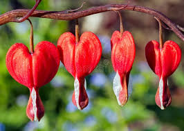 Red Bleeding Heart Flower Seeds for Planting - Sun Loving, Heirloom & Non-GMO, 100pcs, High Germination