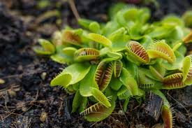 Green Venus Fly Trap Flower Seeds for Planting - Wildflower Mix, Heirloom, Non-GMO, High Germination, 100pcs
