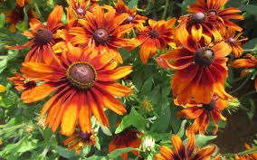 Orange Cappuccino Rudbeckia Flower Seeds for Planting - Seasonal Bloomer, Heirloom, Non-GMO, High Germination, 100pcs