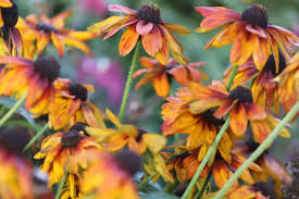 Orange Cappuccino Rudbeckia Flower Seeds for Planting - Seasonal Bloomer, Heirloom, Non-GMO, High Germination, 100pcs