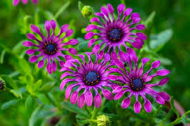 Lavender Osteospermum Flower Seeds for Planting - Sun Loving, Heirloom, Non-GMO, High Germination, 100pcs