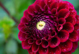 Deep Red Dahlia Flower Seeds for Planting - Shade Tolerant, Heirloom, Non-GMO, High Germination, 100pcs