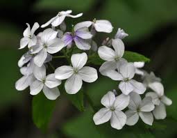 White Lunaria Rediviva Flower Seeds for Planting - Premium Quality, Heirloom, Non-GMO, High Germination, 100pcs