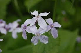 White Lunaria Rediviva Flower Seeds for Planting - Premium Quality, Heirloom, Non-GMO, High Germination, 100pcs