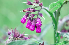 Pink Symphytum Flower Seeds for Planting - Vibrant Colors, Heirloom, Non-GMO, High Germination, 100pcs