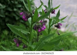 Pink Symphytum Flower Seeds for Planting - Vibrant Colors, Heirloom, Non-GMO, High Germination, 100pcs