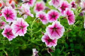 Baby Pink Petunia Hybrida Flower Seeds for Planting - Garden Favorite, Heirloom, Non-GMO, High Germination, 100pcs