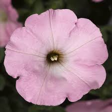 Baby Pink Petunia Hybrida Flower Seeds for Planting - Garden Favorite, Heirloom, Non-GMO, High Germination, 100pcs